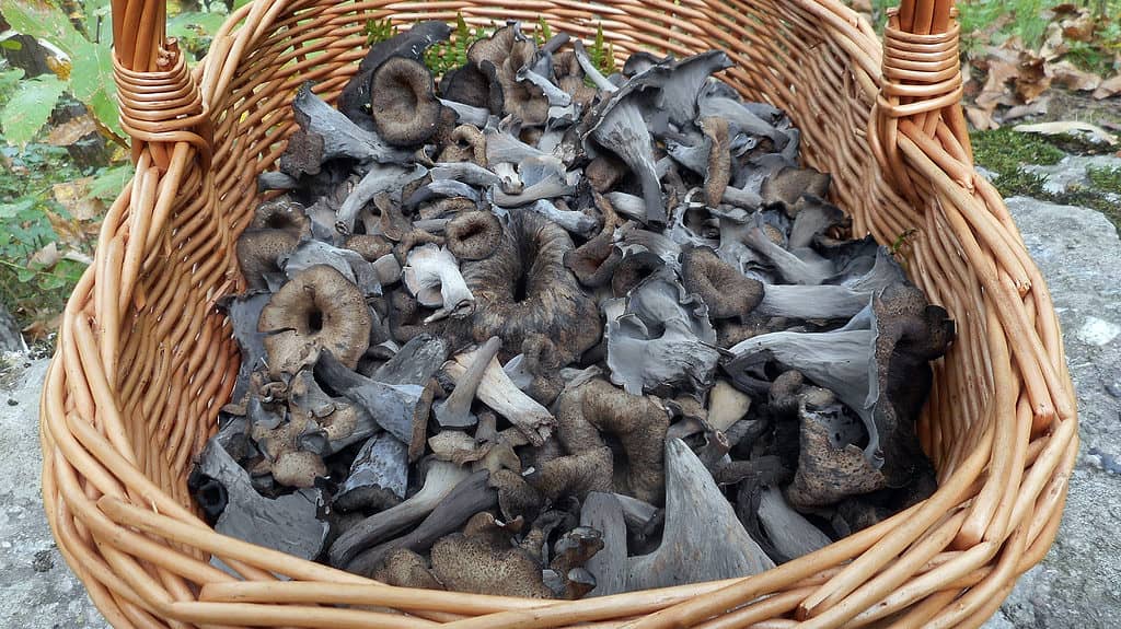 cesto di funghi trombetta neri