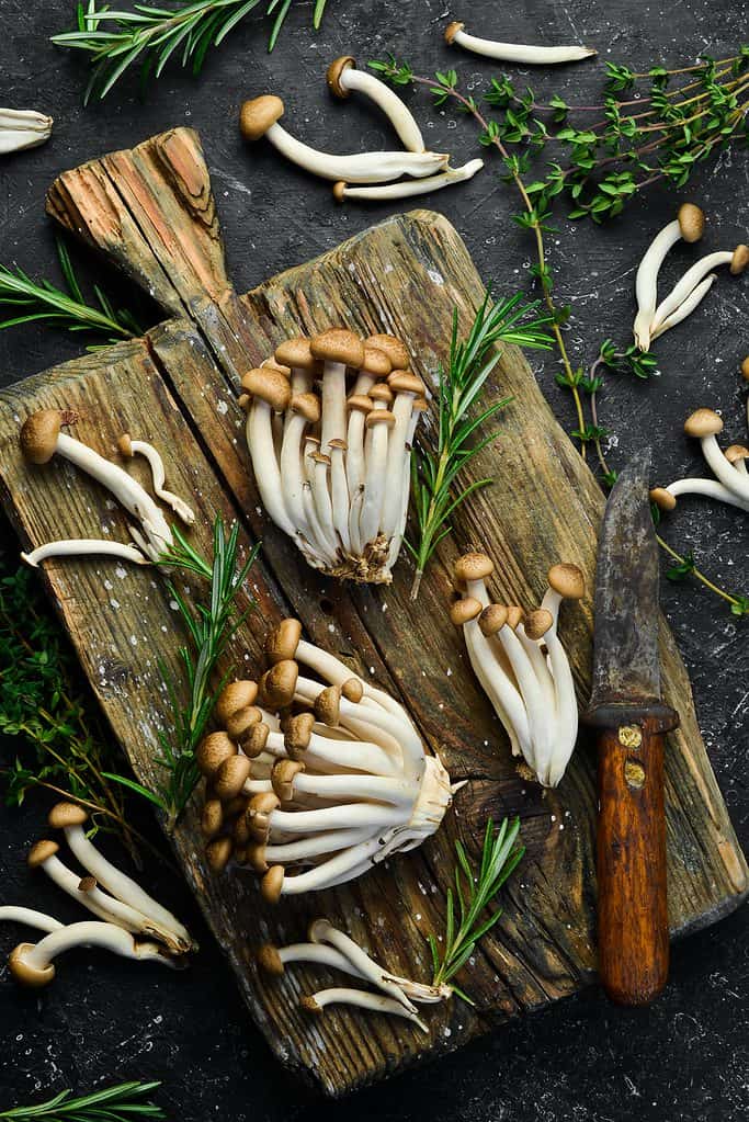 Funghi di faggio marrone su un tagliere