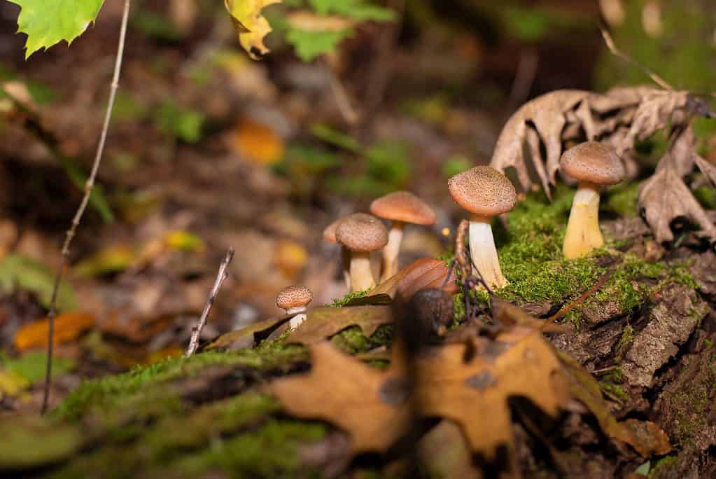 I funghi di faggio marrone sono funghi speciali costosi 