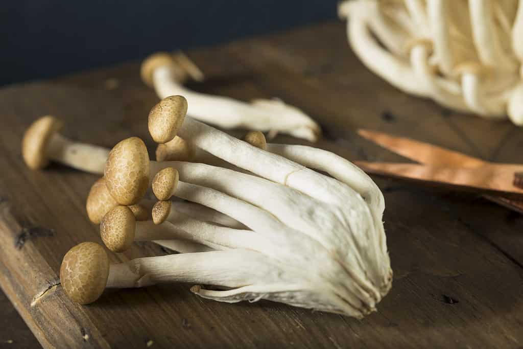 Funghi di faggio puliti e pronti per essere utilizzati in cucina