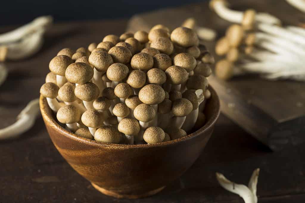 Funghi di faggio crudi in una ciotola di legno