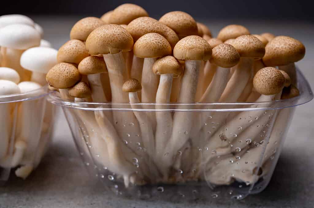 Funghi di faggio freschi in contenitore di plastica trasparente