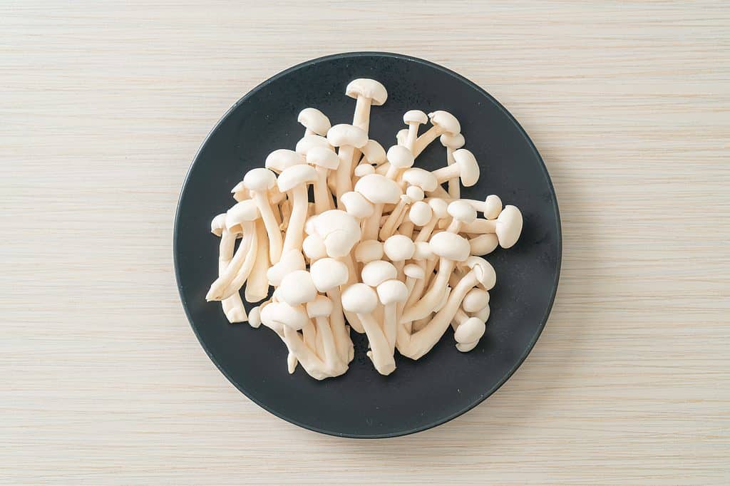 Funghi di faggio bianco in un piatto nero