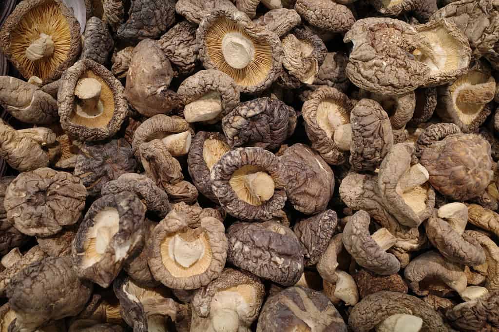 Funghi shiitake secchi