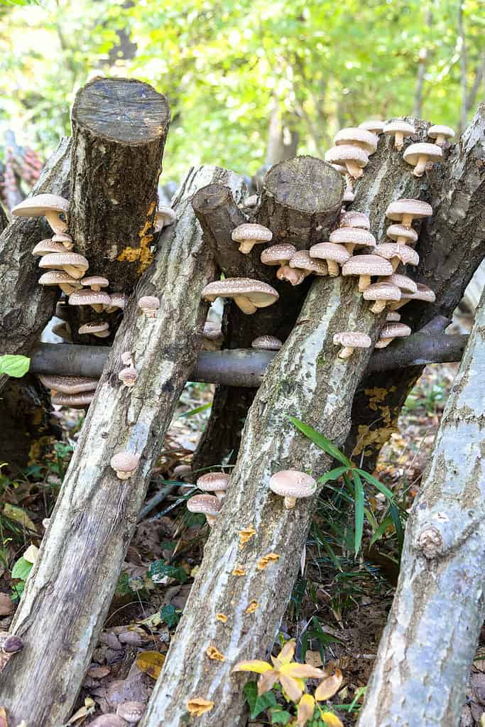 I funghi shiitake sono i secondi più coltivati