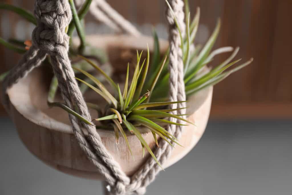 Pianta aerea Tillandsia