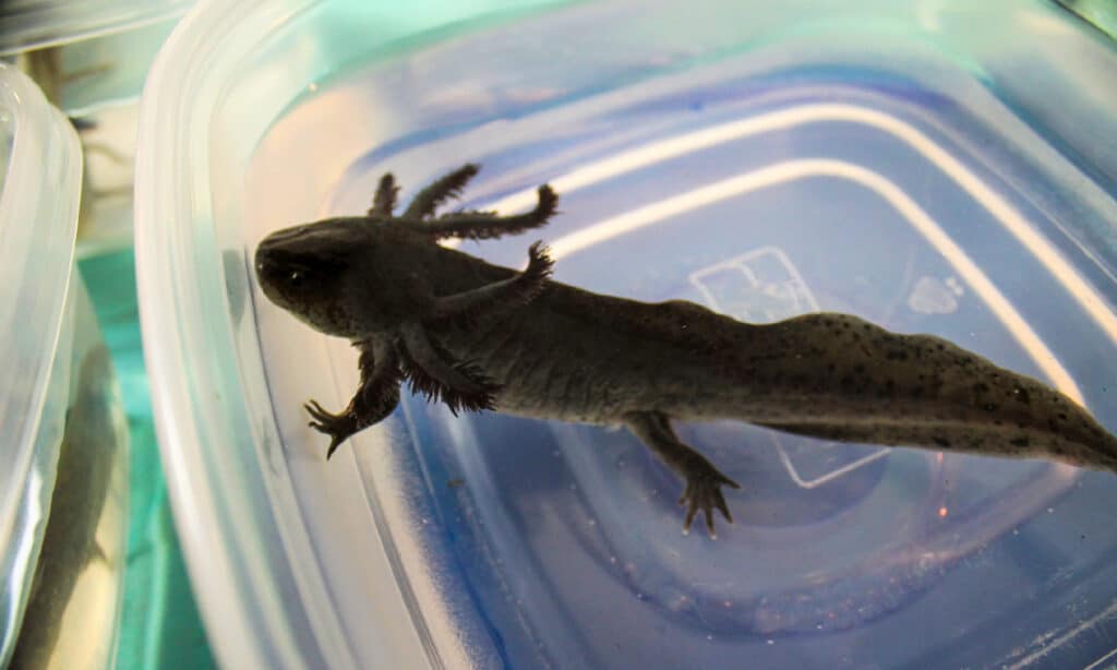 Anfibio, Organismo acquatico, Axolotl, Branchia, Composizione orizzontale