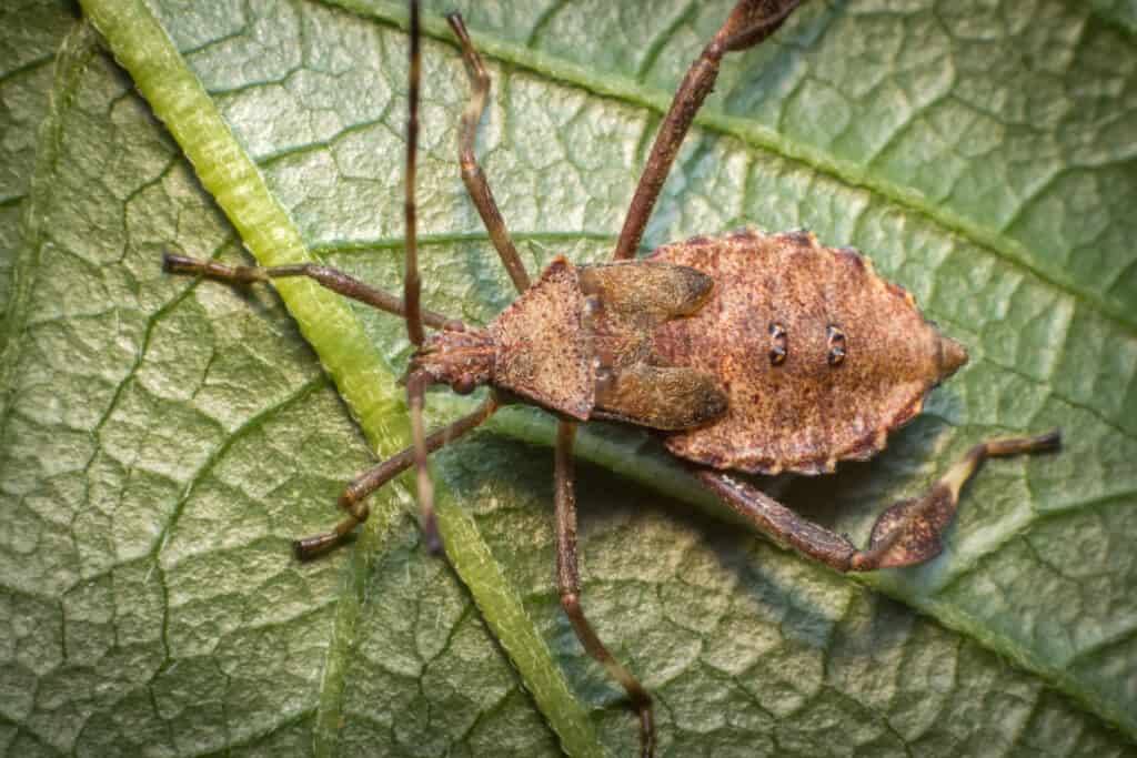 Bug di zucca con elmetto
