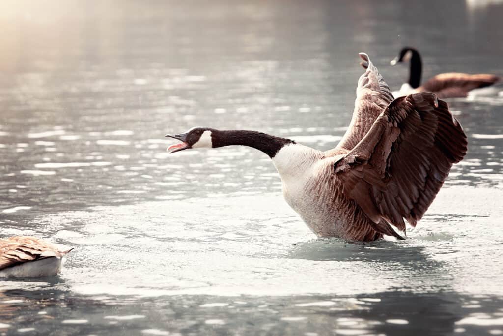 Frame Right, movimento verso il frame sinistro;  Un'oca canadese sull'acqua con le ali spiegate e la bocca aperta.  L'oca è per lo più grigia con un lungo collo nero, testa nera e gola bianca