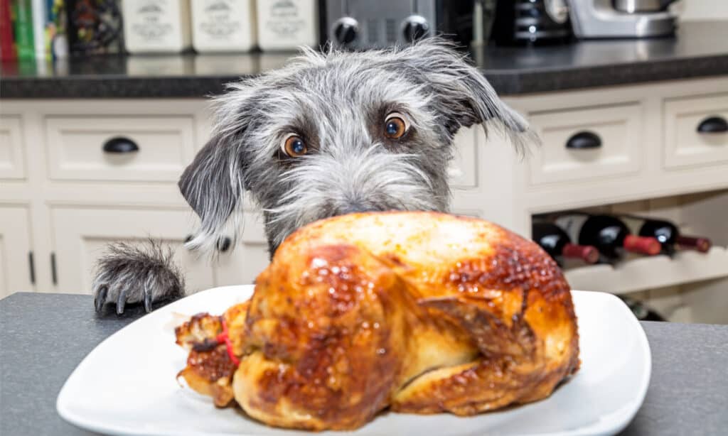 Cane che guarda un pollo arrosto su un bancone