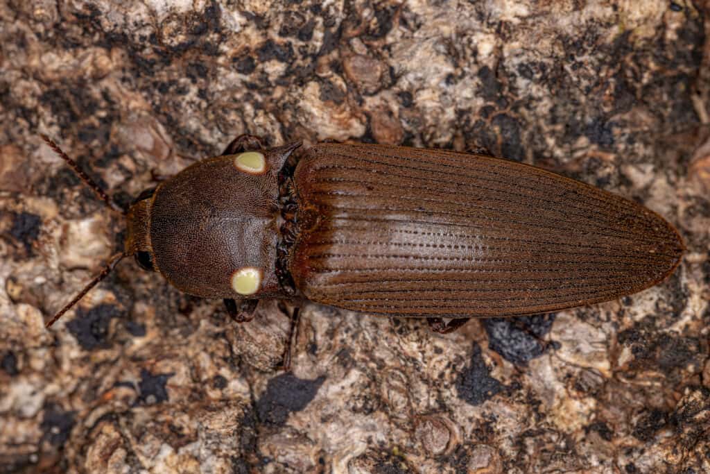 Scarabeo di fuoco per adulti