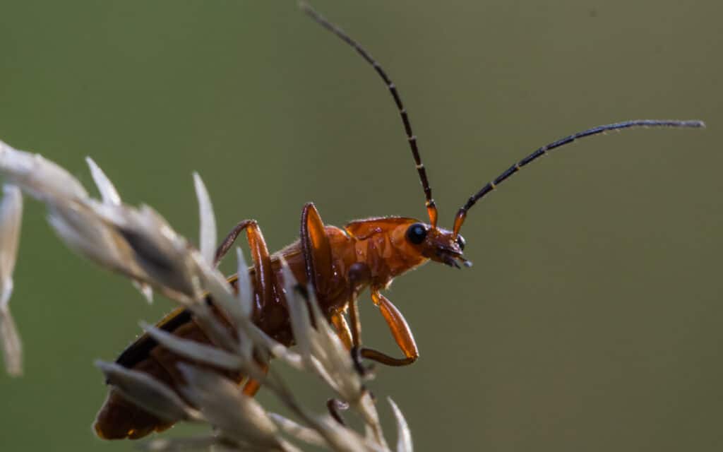 Scarabeo Soldato Rosso