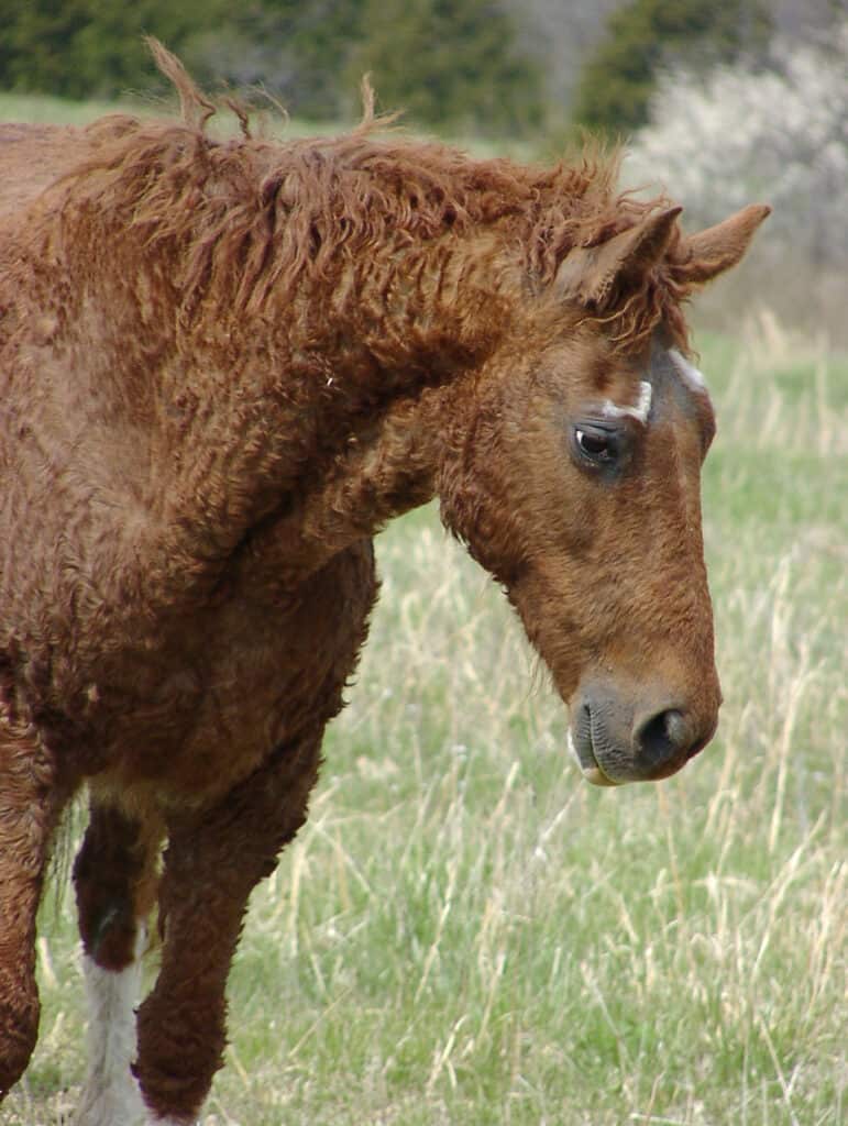 Un cavallo riccio Bashkir in un campo