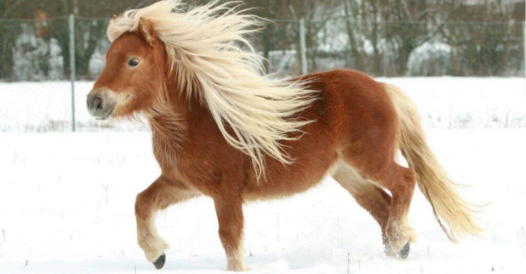 I cavalli più piccoli sono i pony Shetland