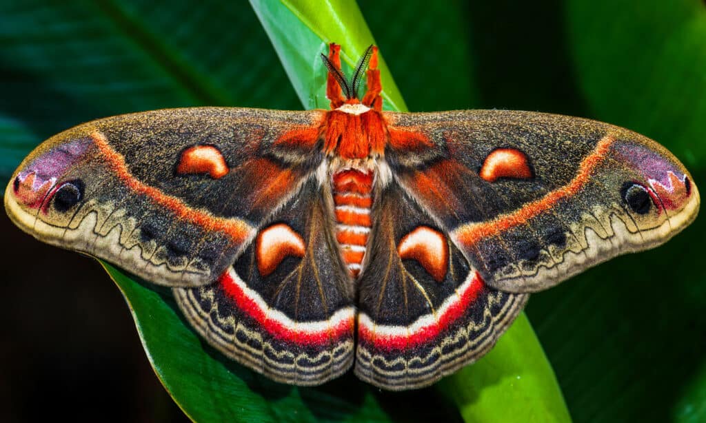 Falena Cecropia