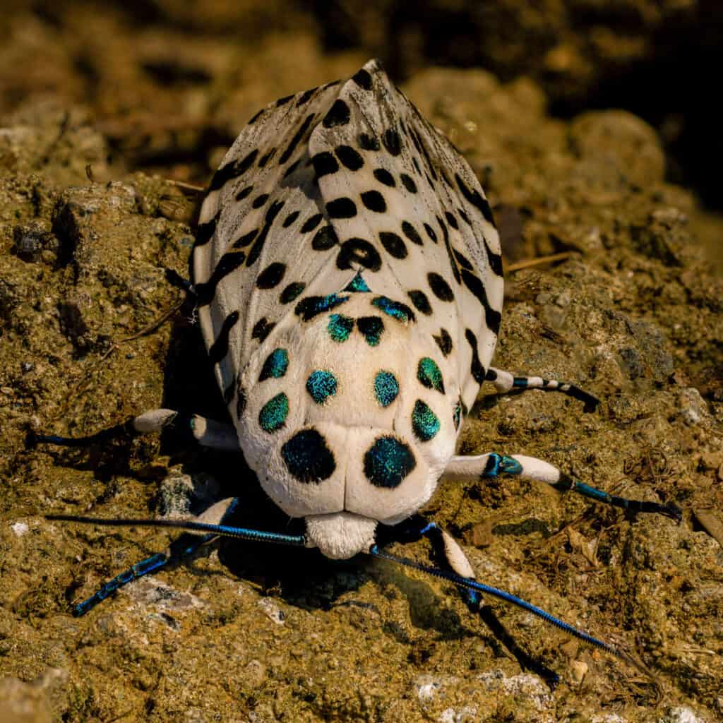 Falena leopardo gigante