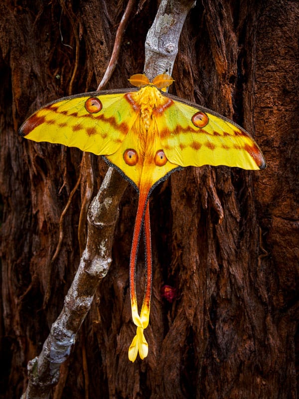 Falena lunare del Madagascar
