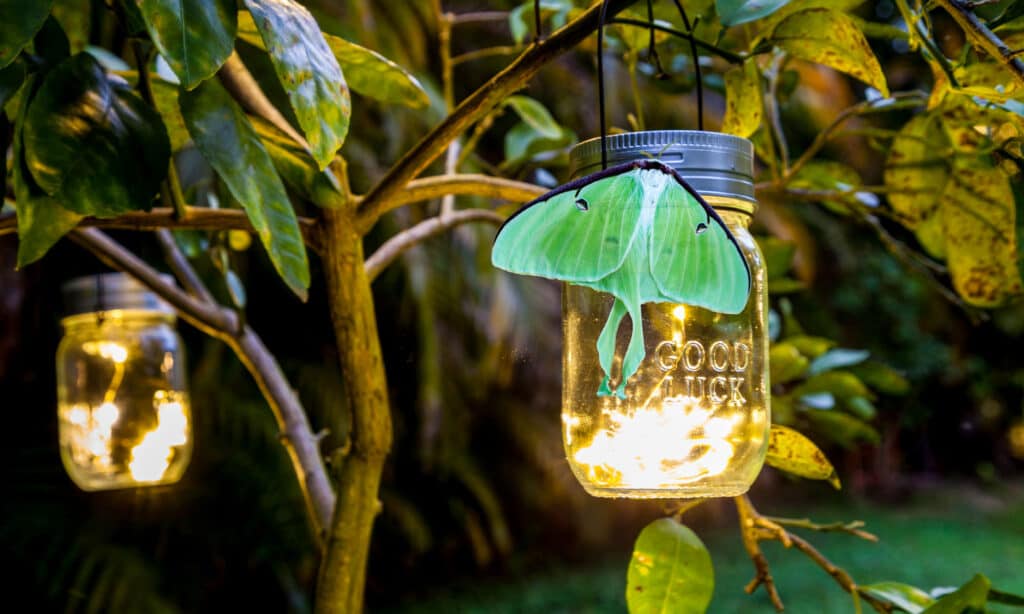 Luna Moth, luci di Natale, notte, giardino, ala animale