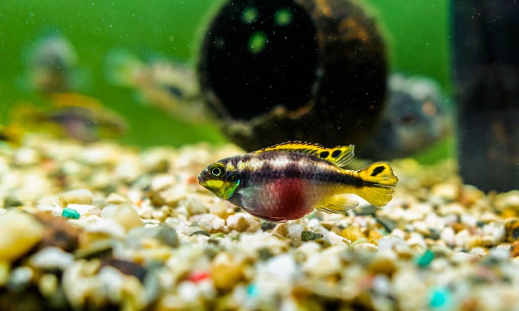 Kribensis arcobaleno