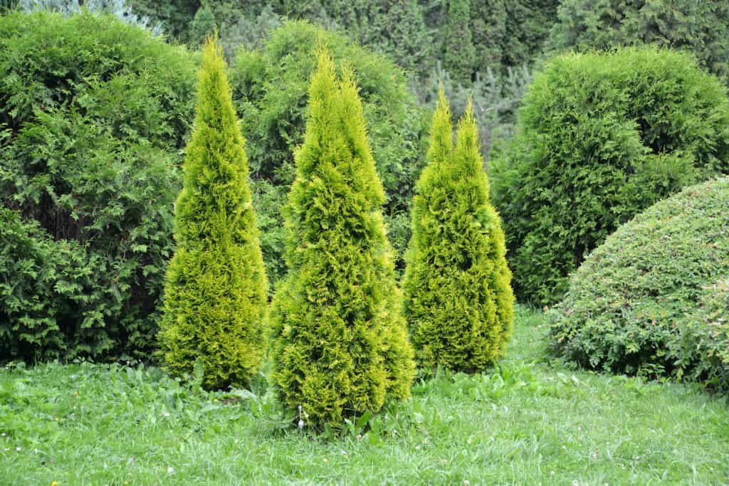 Arborvita piramidale