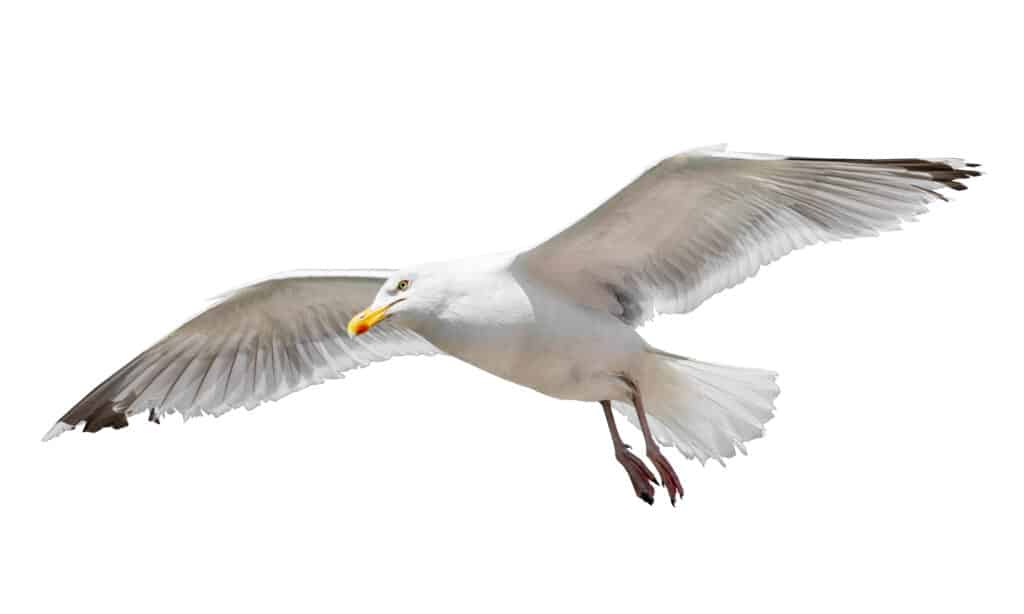 Albatross Vs Seagull - Gabbiano