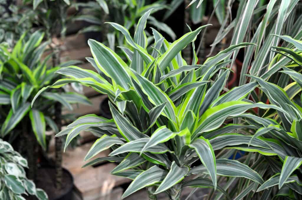 Fram completo di Dracaena deremensis, una pianta d'appartamento comune.  Le foglie sono larghe e lunghe con aspetto a lama.  Le foglie sono di colore verde scuro con bordi verde lime brillante. 