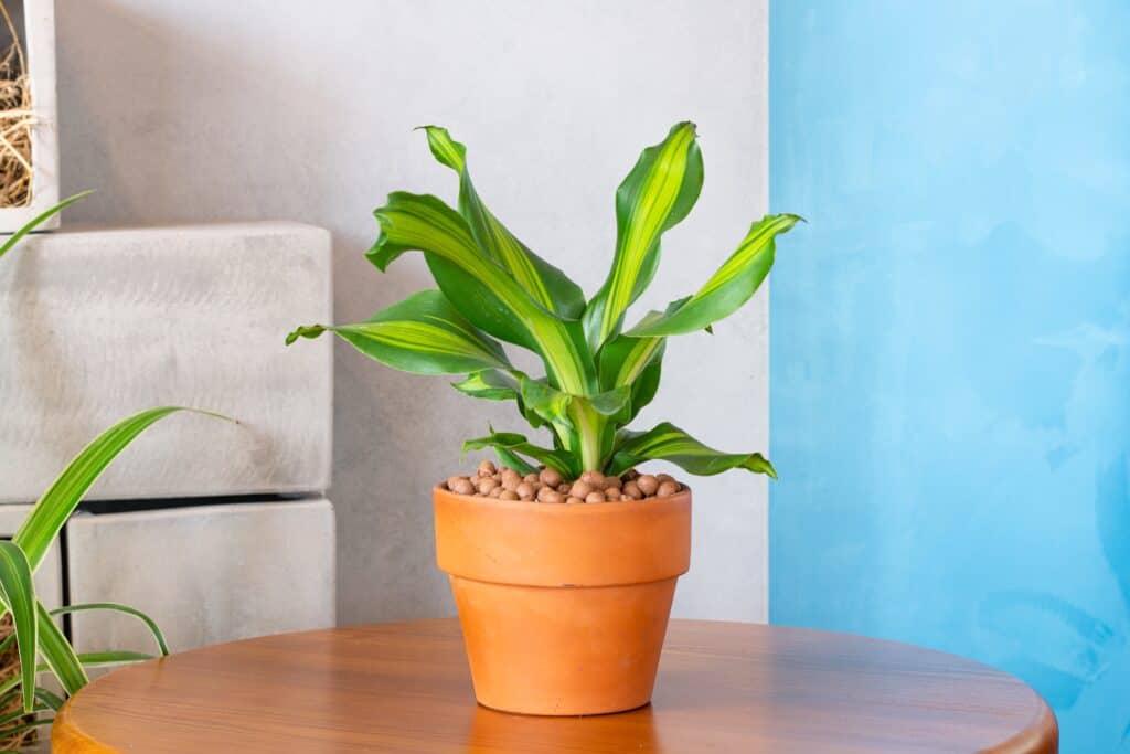 Dracaena fragrans è una pianta d'appartamento con grandi foglie lunghe e simili a lame che sono di un verde scuro nelle loro arti esterne con un'andana giallastra che corre verticalmente lungo ogni foglia.  La pianta è al centro di un vaso di terracotta con pietre piccole e uniformi che ricoprono il terriccio.  Il vaso in terracotta si trova su un legno rotondo biondo/arancione su uno sfondo costituito da una parete bianca (L) e una parete blu elettrico (R). 