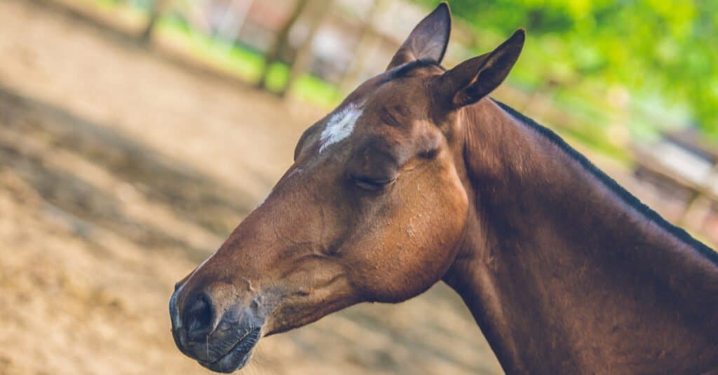 Animali che dormono in piedi - Cavallo addormentato 