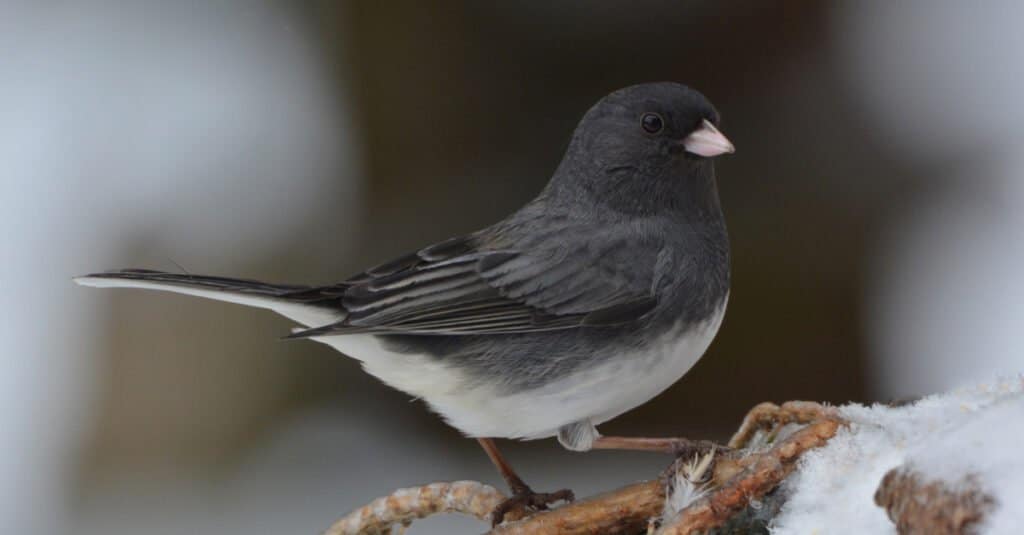 Animali che cambiano clima - Junco dagli occhi scuri 