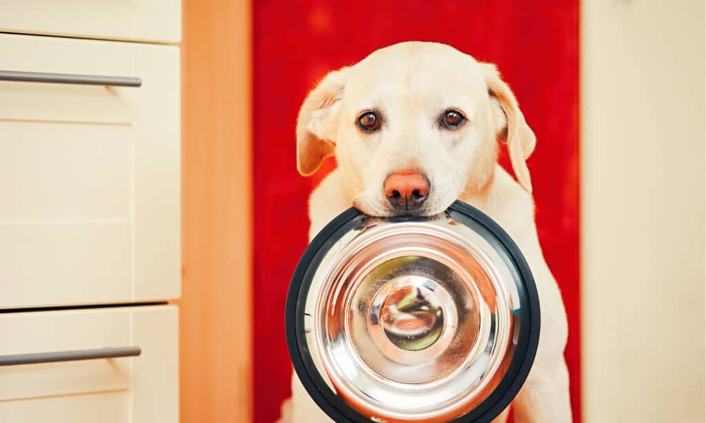 miglior cibo per cani per lo stomaco sensibile