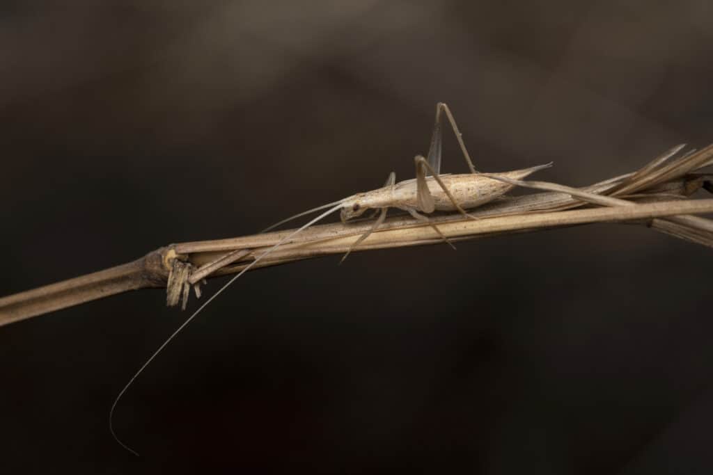 Grillo ad albero, Oecanthus bilineatus, Pune, Maharashtra, India