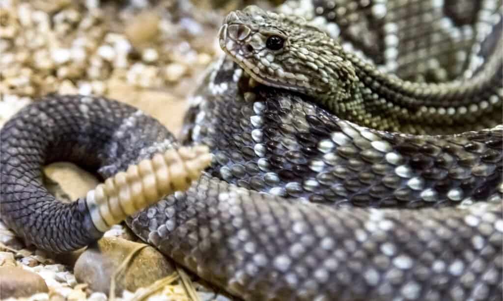 Serpente a sonagli con grande sonaglio