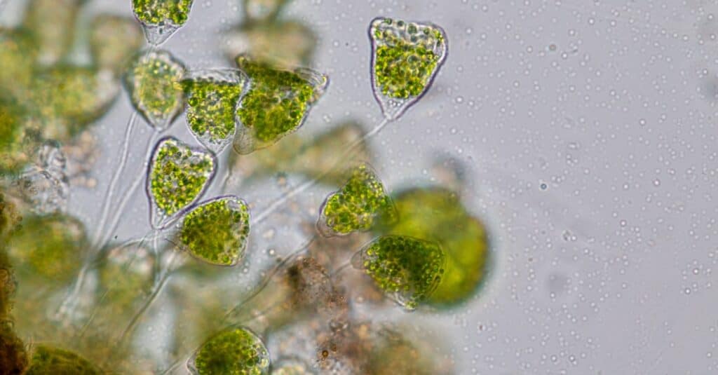 forme di vita più antiche sulla terra