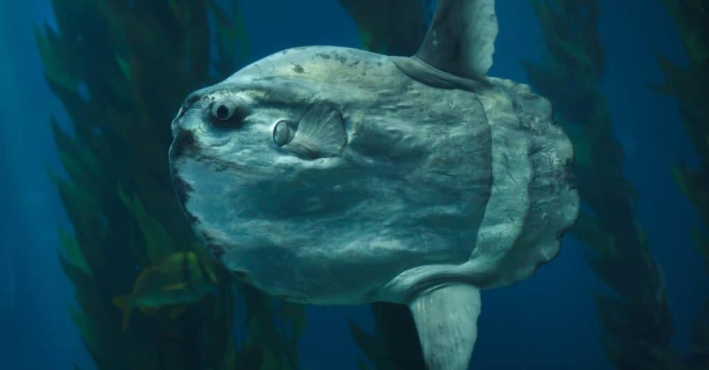 Il pesce più grande: il pesce luna dell'oceano