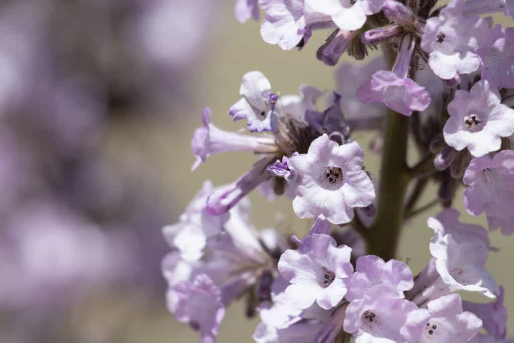 Eriodictyon parryi noto anche come Poodle-Dog Bush