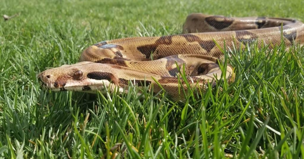 I serpenti più grandi: il boa constrictor