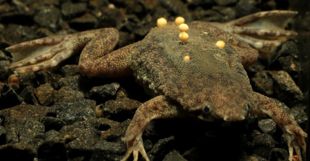 Rana semi-acquatica - Rospo del Suriname