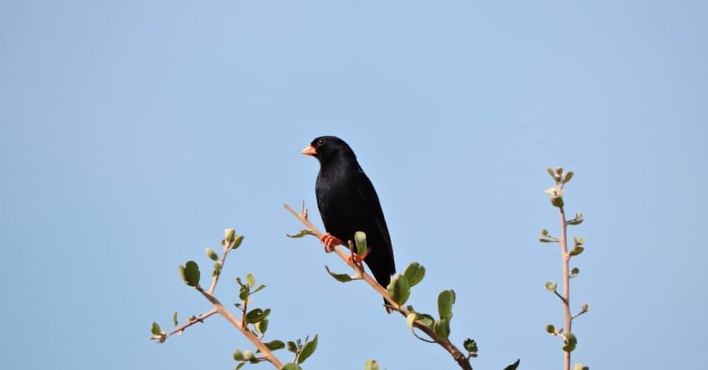 Uccelli che depongono le uova nei nidi di altri uccelli: Indigobird