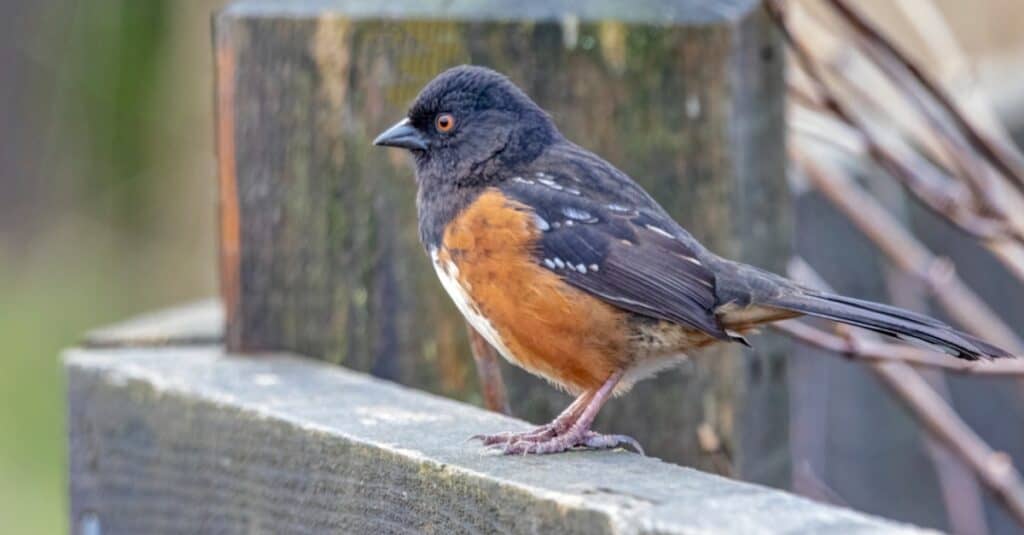 Uccelli che sembrano pettirossi: Spotted Towhee