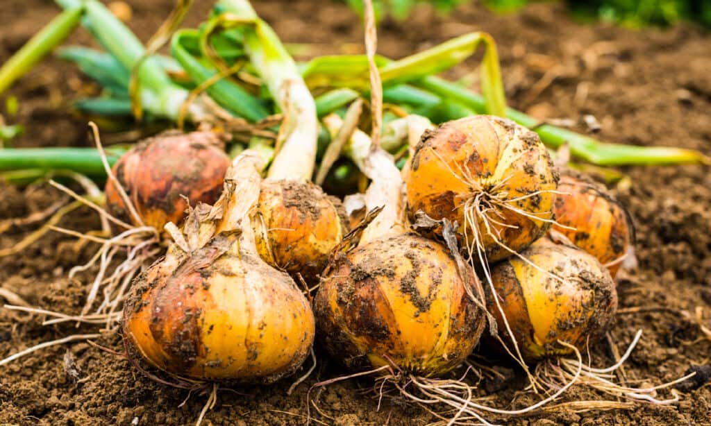 Cipolla, Raccolto - Pianta, Raccolta, Terra, Terra