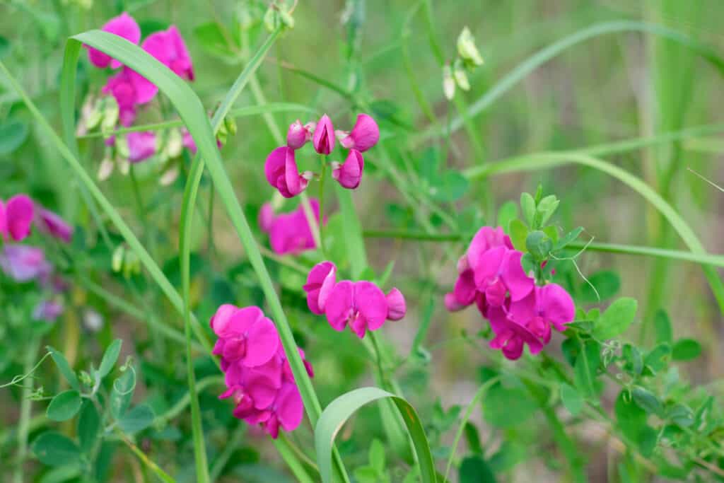 Fiori da piantare a dicembre