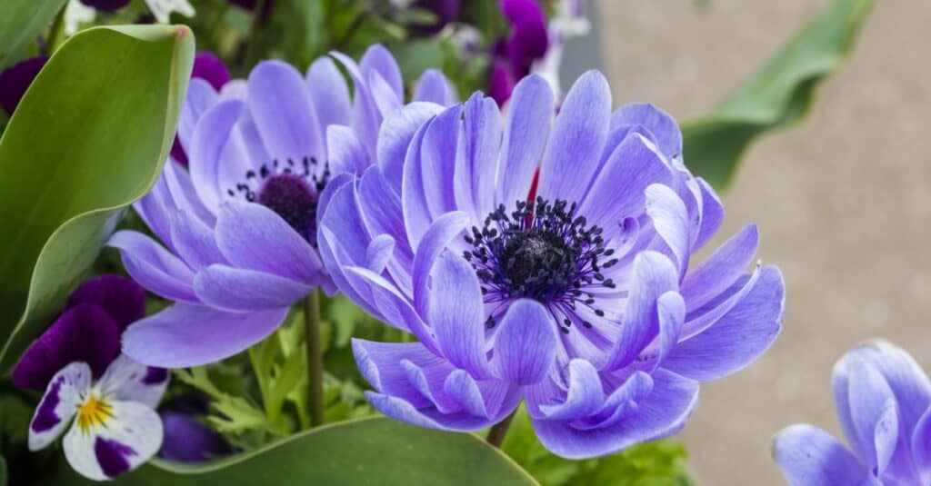 anemone di papavero