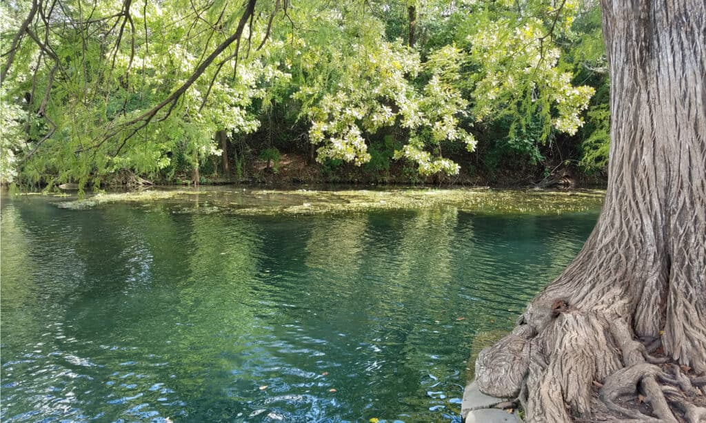 Fiume San Marcos, Texas