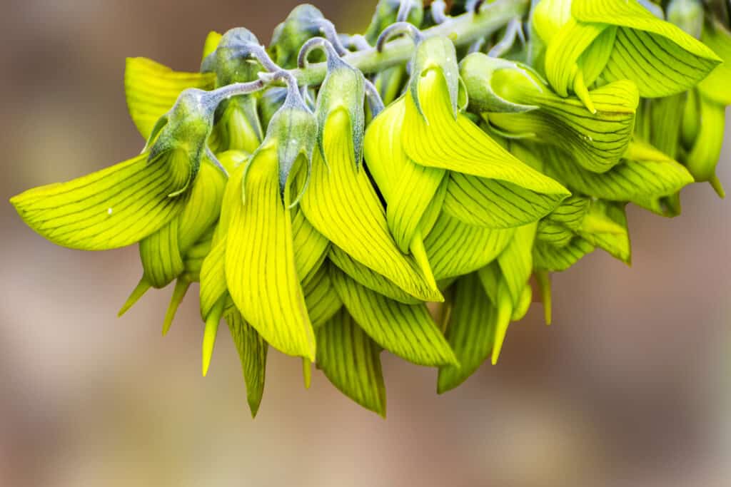 I fiori di uccello verdi si chiudono in su