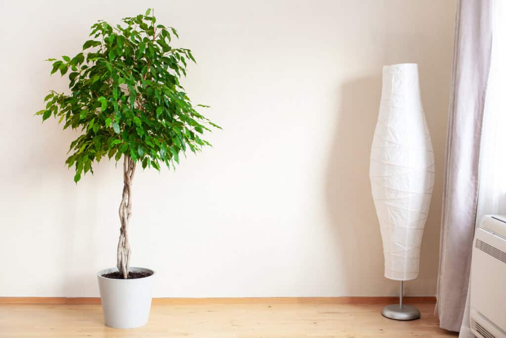 Ficus Benjamina in una stanza