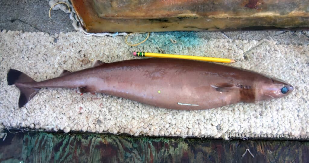Squalo tagliabiscotti (Isistius brasiliensis)