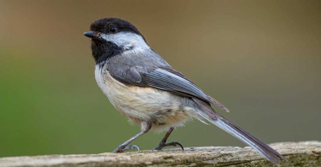Chickadee dal cappuccio nero attende il seme dell'uccello mentre è appollaiato nelle vicinanze del parco