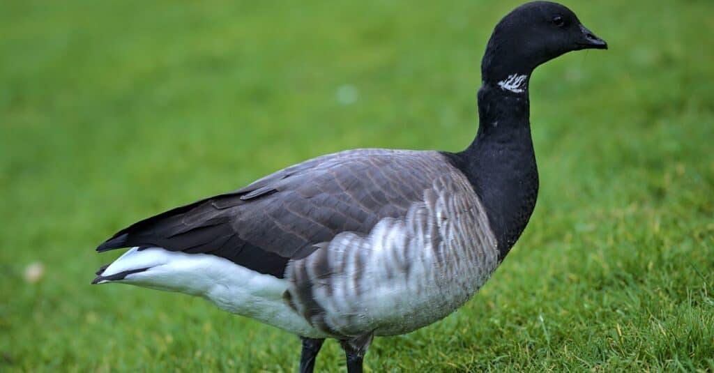 Uccelli che sembrano anatre: Brant