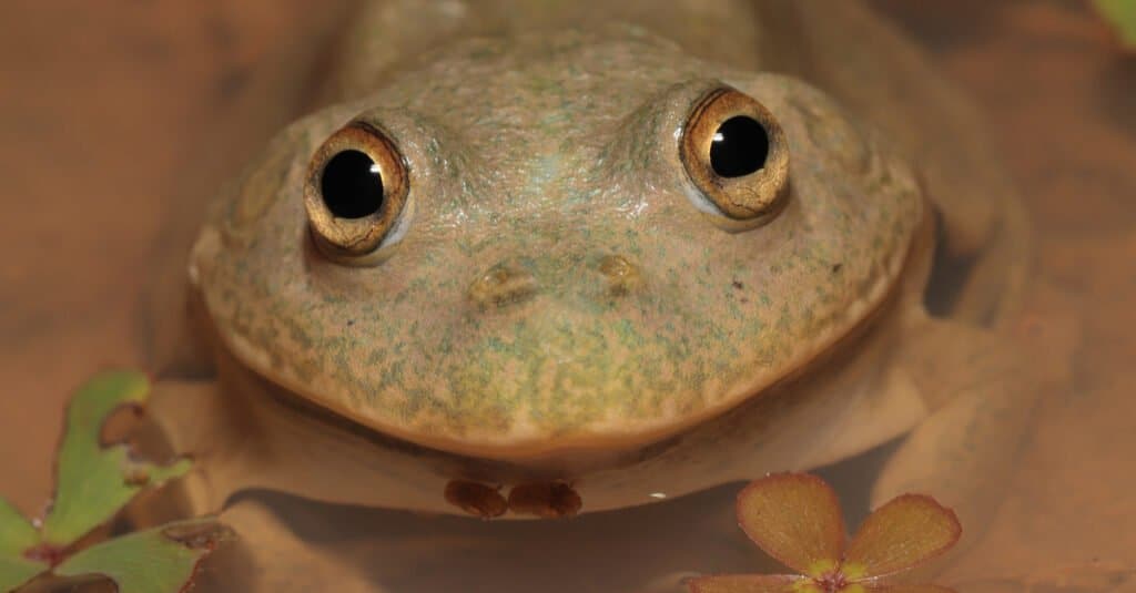 animali che vanno in estate: rana che trattiene l'acqua
