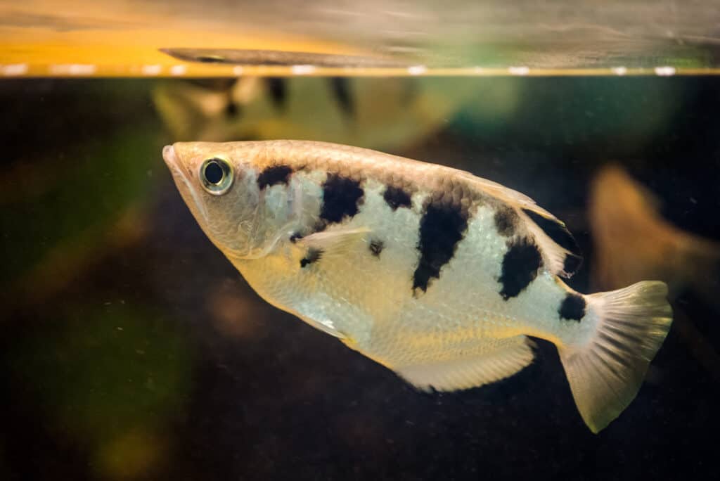 Colorazione del pesce arciere